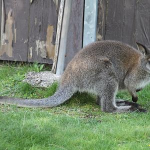 Red-necked wallaby (Macropus rufogriseus)