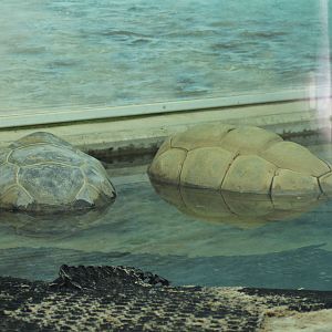 Aldabra giant tortoise (Aldabrachelys gigantea)