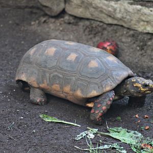 Red-footed tortoise (Chelonoidis carbonaria)