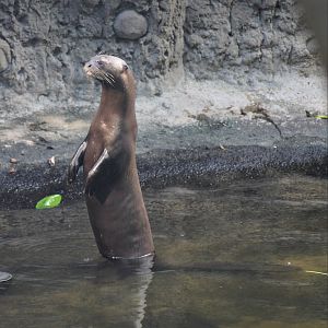 Giant otter (Pteronura brasiliensis)