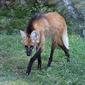 Maned wolf (Chrysocyon brachyurus)