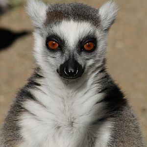 Ring-tailed lemur (Lemur catta)