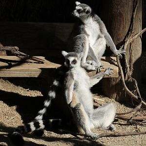 Ring-tailed lemur (Lemur catta)