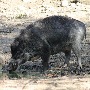Visayan warty pig (Sus cebifrons)