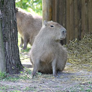 Capybara (Hydrochoerus hydrochaeris)