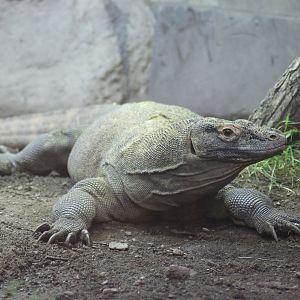 Komodo dragon (Varanus komodoensis)