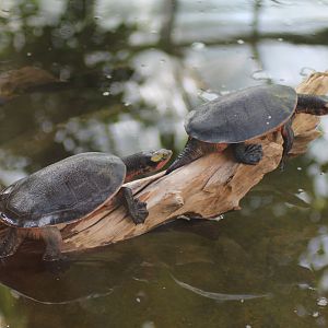 Red-bellied short-necked turtles (Emydura subglobosa)