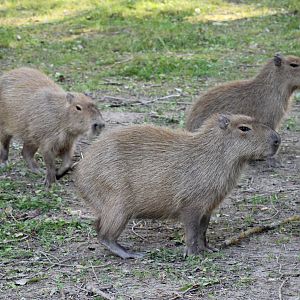 Capybara (Hydrochoerus hydrochaeris)