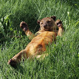 Fossa (Cryptoprocta ferox)