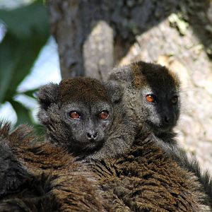 Lac Alaotra bamboo lemurs (Hapalemur alaotrensis) ?