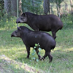 South American tapirs (Tapirus terrestris)