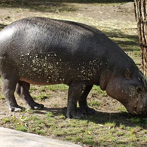 Pygmy hippopotamus (Choeropsis liberiensis)