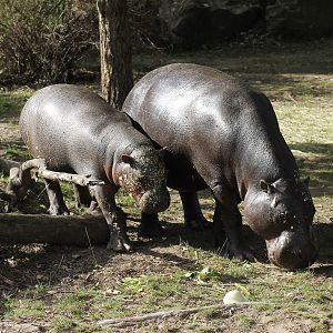 Pygmy hippopotamus (Choeropsis liberiensis)