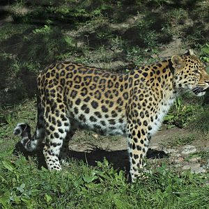 Leopard (Panthera pardus)