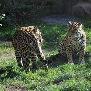Jaguars (Panthera onca)