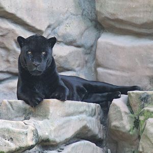 Black Jaguar (Panthera onca)
