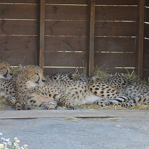 Cheetahs (Acinonyx jubatus)