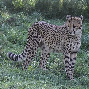 Cheetah (Acinonyx jubatus)