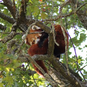 Red panda (Ailurus fulgens)