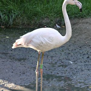 Greater flamingo (Phoenicopterus roseus)