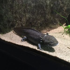 Axolotl (Ambystoma mexicanum)