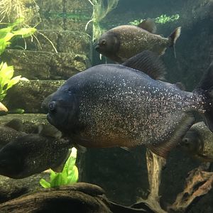 Red-bellied piranha (Pygocentrus nattereri)