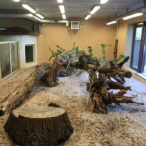 Meerkat indoors | The Desert House