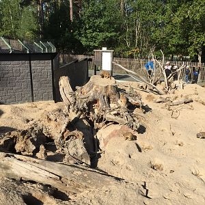 Meerkat outdoors | The Desert House