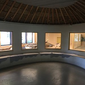 Sand cats | The Desert House