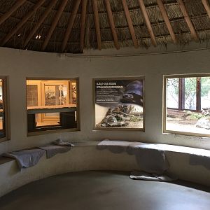 Meerkat and Radiated tortoise  | The Desert House