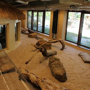 Sand cats | The Desert House