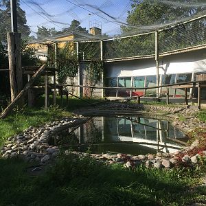 Clouded leopard outdoors | The Asia Pavilion