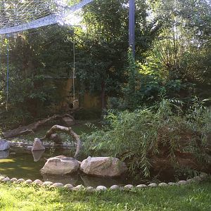 Fishing cat outdoors | The Asia Pavilion