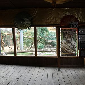 Clouded leopard indoors | The Asia Pavilion