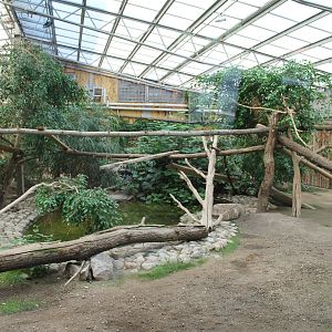 Clouded leopard indoors | The Asia Pavilion
