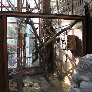 Southern tamandua indoors | The Asia Pavilion