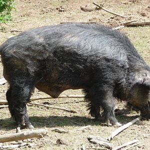 European Wild Boar