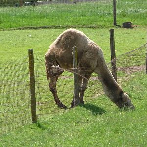 Dromedary Vs. Fence