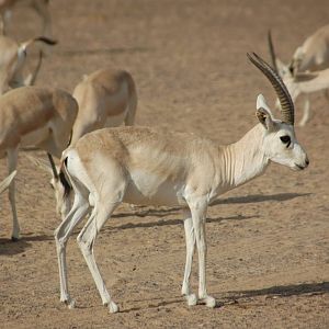 Sand Gazelle (Gazella subgutturosa marica)