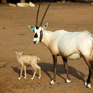 Arabian Oryx and calve  (Oryx leucoryx)