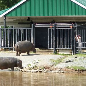 Feeding Time for Hippos