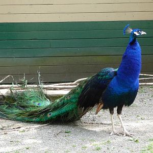 Peacock (Peafowl)