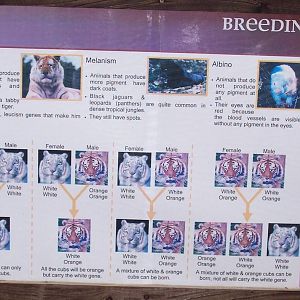 White Tiger breeding info board IOW Zoo