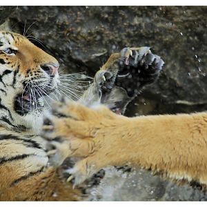 Tigers at the Alfred-Brehm-House