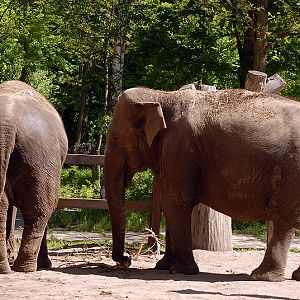 Elephants at Cottbus