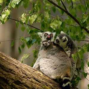 Ringtailed lemurs at Cottbus