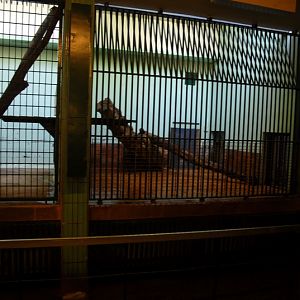 Leopardenclosure at Cottbus