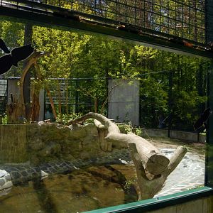 Leopardenclosure at Cottbus