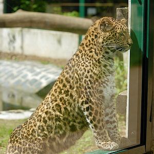 Chinese leopard at Cottbus