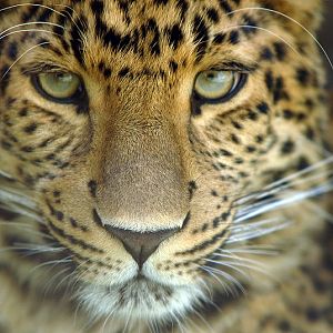 Chinese leopard at Cottbus